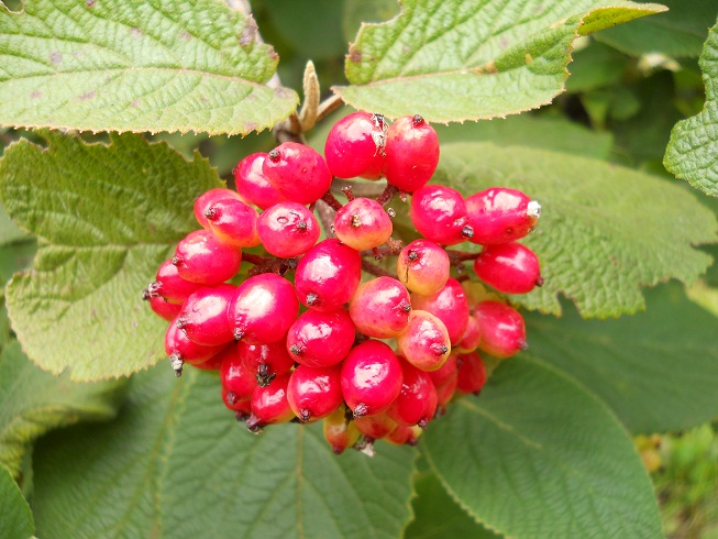 Viburnum lantana